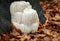 Lion's Mane Extract Powder 1kg-Matakana Superfoods-Matakana Pharmacy
